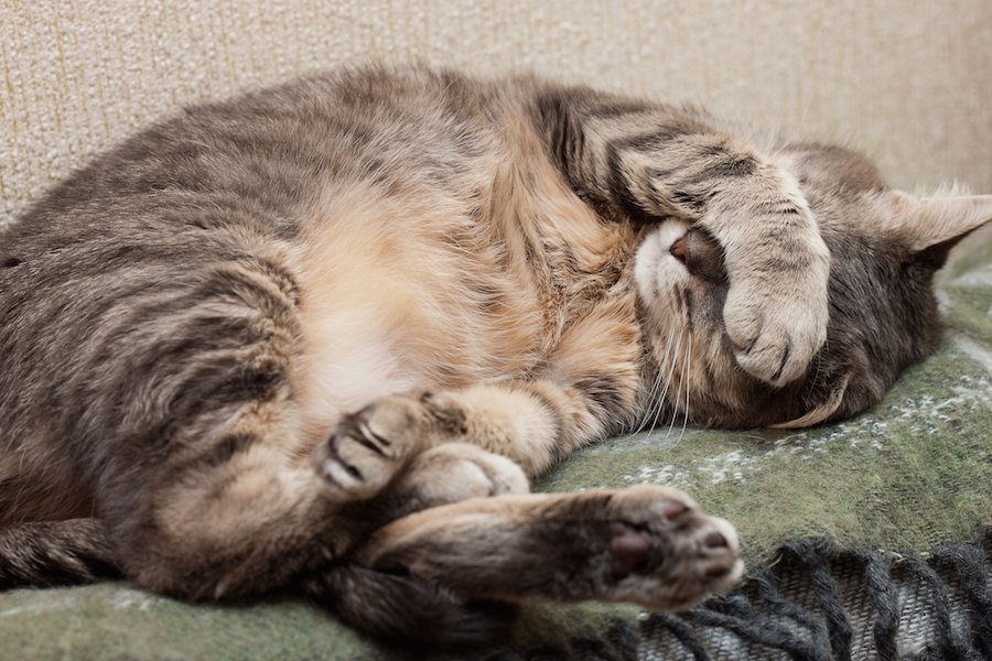 猫のお腹にハゲができる原因と治療の方法