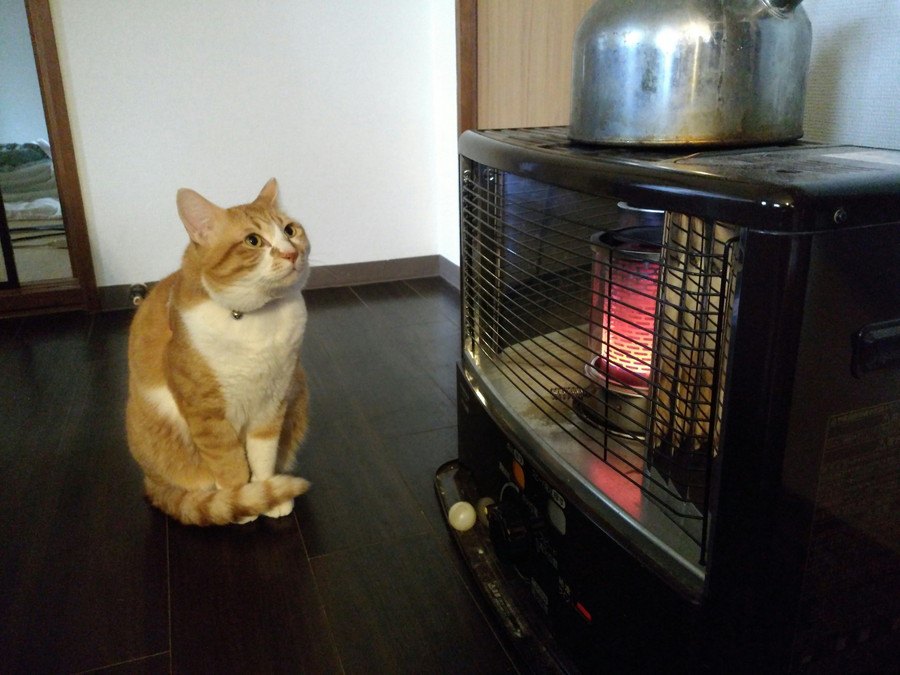 命取りになることも！猫の留守番中に注意すべき暖房器具の使用方法