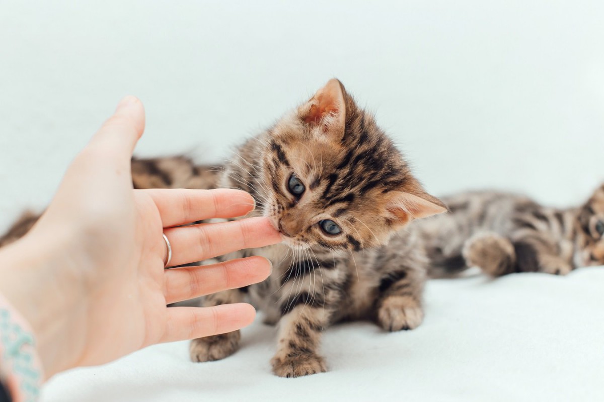 子猫が『甘噛み』する5つの理由！クセにしないための上手なしつけ法