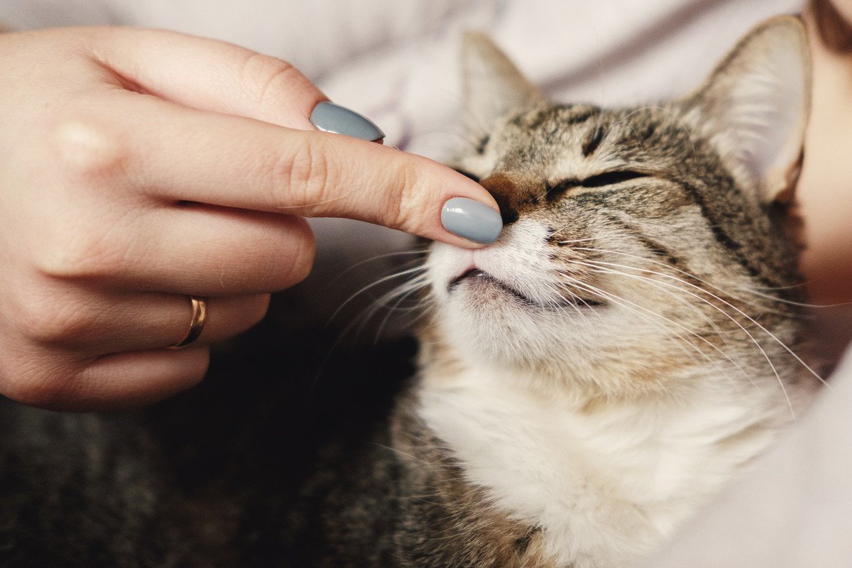 猫に『愛情が伝わるコミュニケーション方法』5つ！コツや理由もあわせて解説