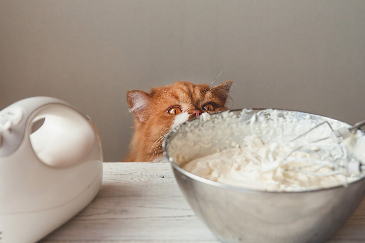 猫に『生クリーム』をあげてはだめ？牛乳と同じく下痢しちゃう？