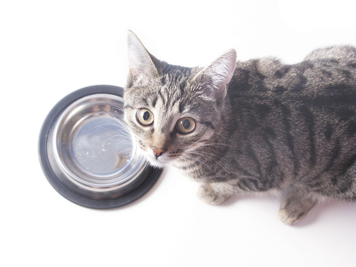 猫の健康長寿を阻害する『NGご飯』5選