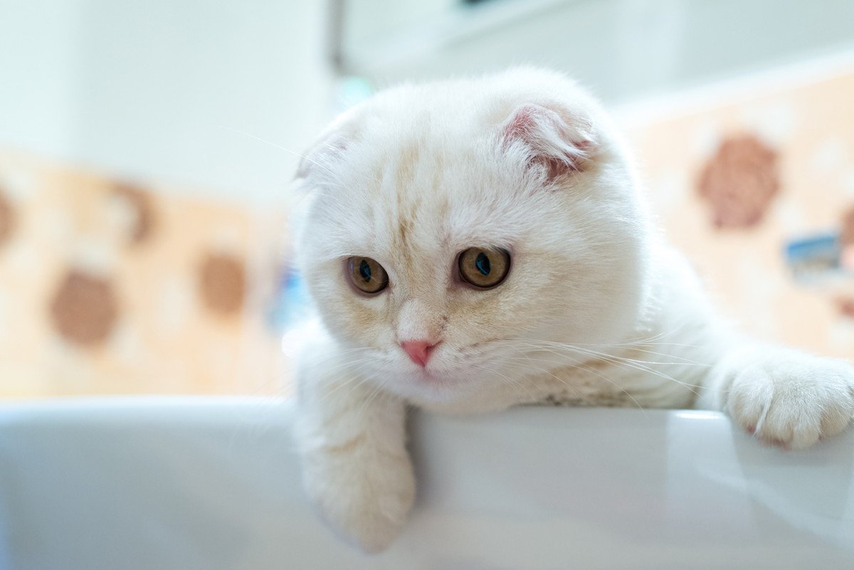 猫が『お風呂場』に入りたがる4つの理由と注意点