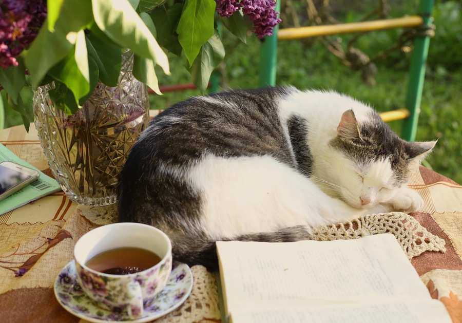 猫は紅茶を飲むのはNG？飲んだ時の対処法や成分の影響