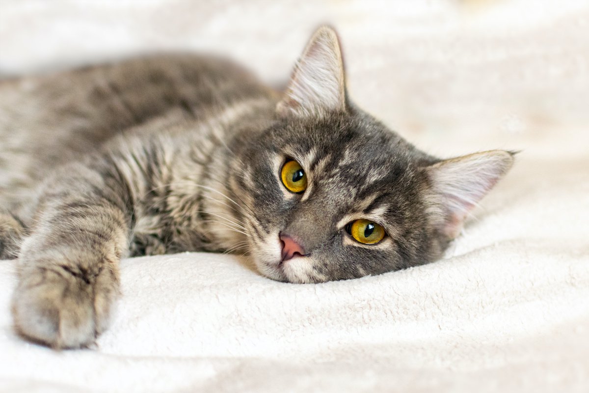 猫が身体をゆらゆら揺らしている…注意すべき５つの病気
