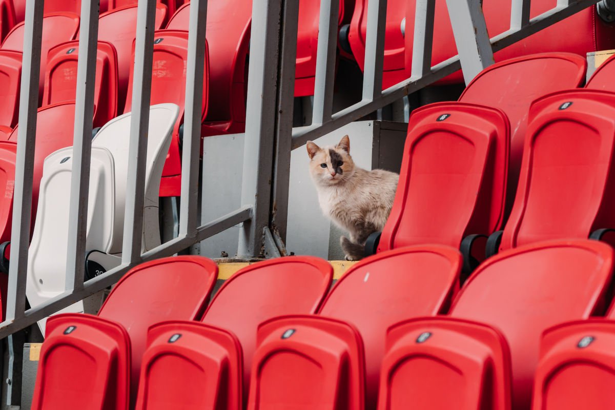 球場に「勤続10年以上」のアイドル猫　プロ野球チームを引退後、幸せな家猫に　米国