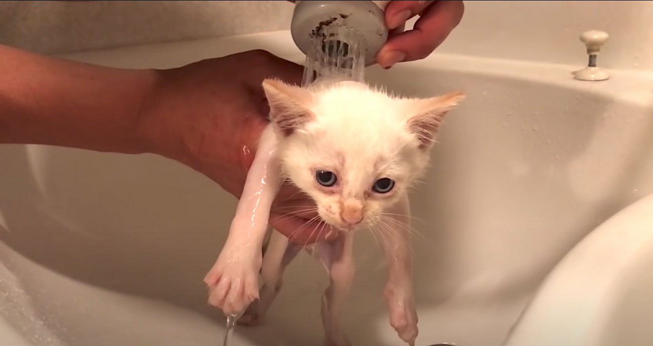 『5匹の保護子猫』を初めてのお風呂に入れてみたら…まさかのいい子すぎる反応が尊いと69万再生「天使そのもの」「涙が出てきた」の声