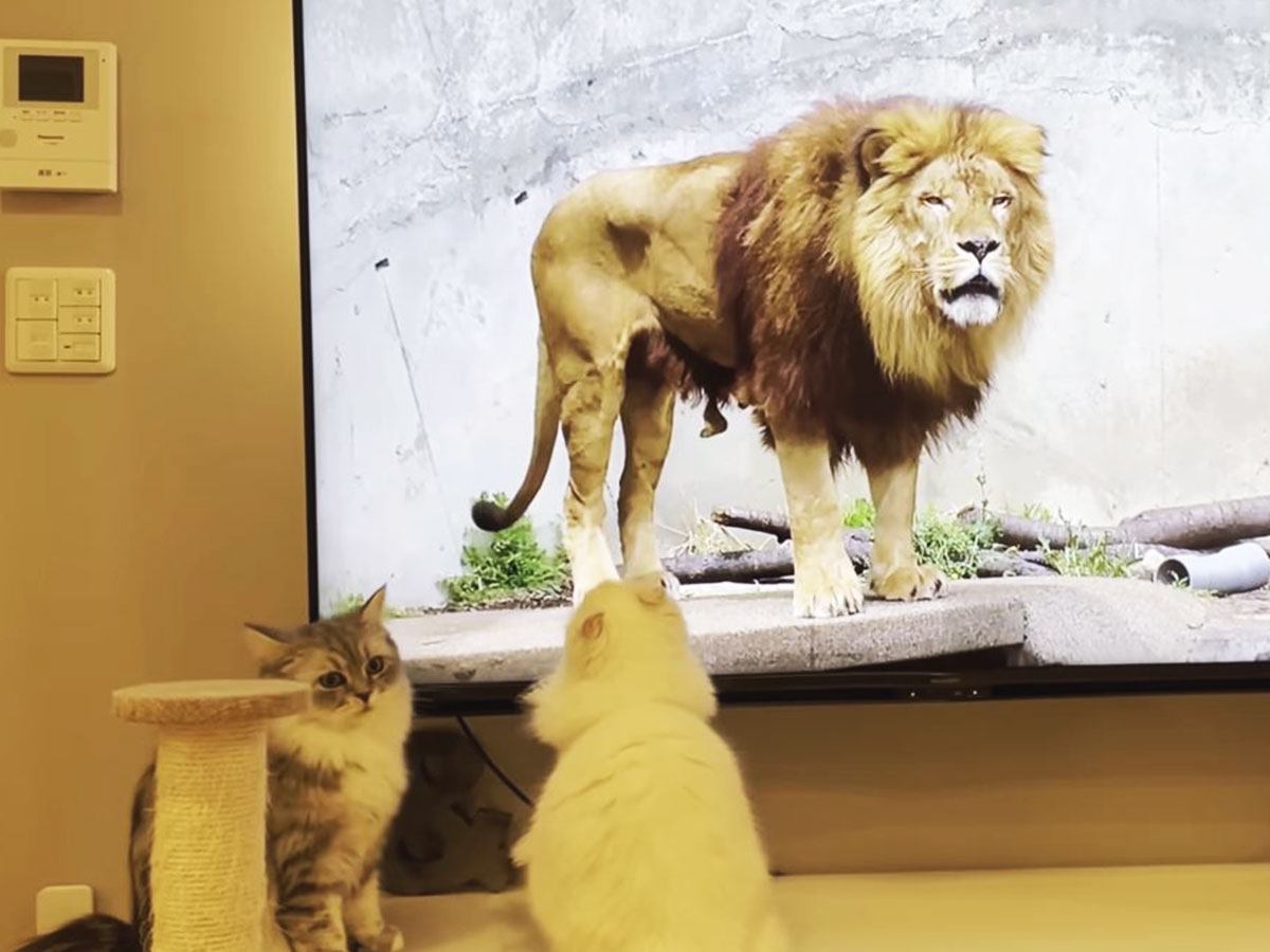 猫に『大画面でライオン』を見せた結果…まさかの反撃に”大パニック”12万再生「余裕でパンチしてたのに…」「身の程の丈を知った感ｗ」