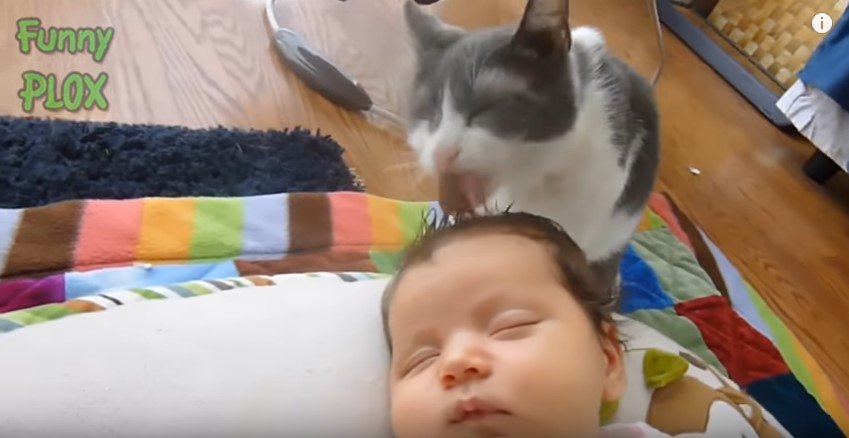 赤ちゃんをお世話する猫たち大集合★せっせと舐める姿にほっこり