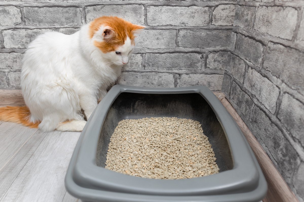 猫を困らせる『トイレの問題』5つ　愛猫の粗相やトイレトラブルは飼い主さんに原因が？
