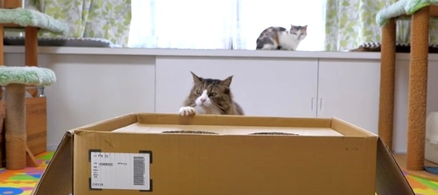 大きな空箱に猫ズが期待通りの反応をしちゃった件