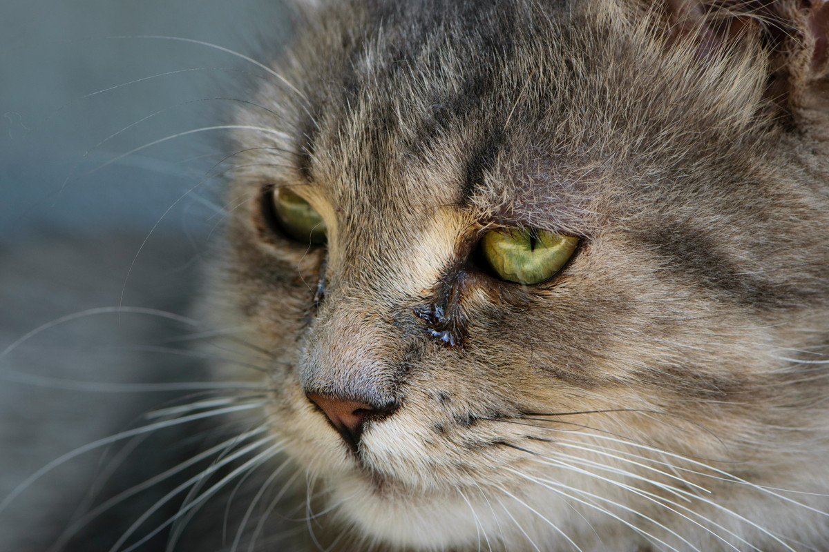 猫の絶対見逃しNGな『涙の病気』4つ！主な症状や予防策を紹介