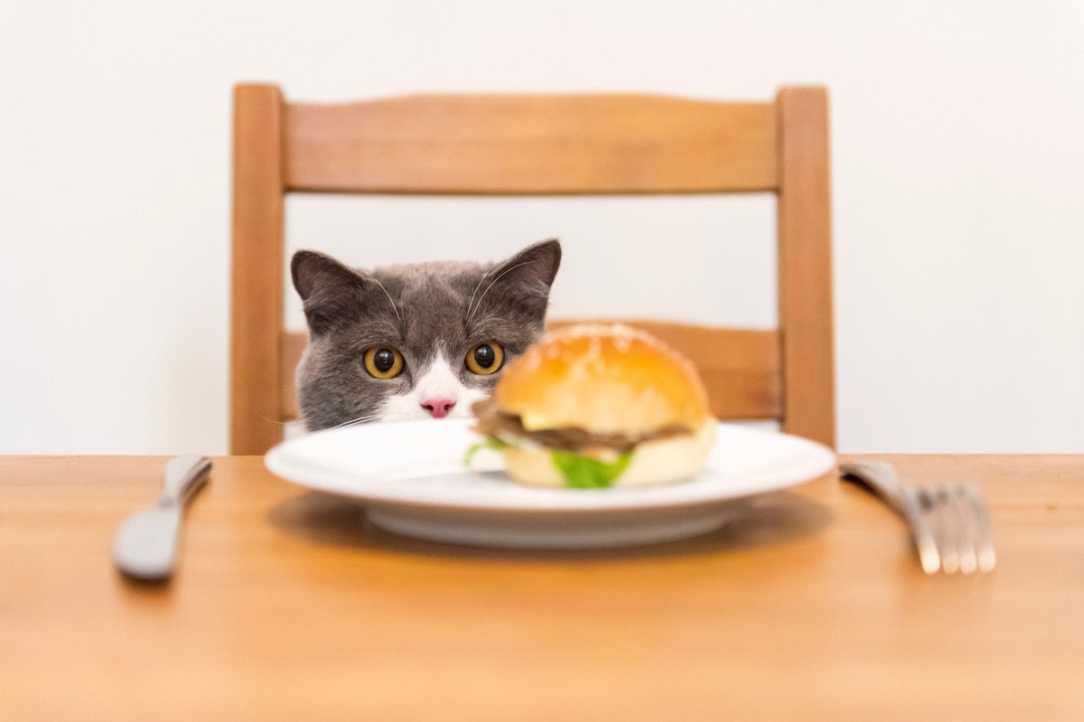猫に『人間の食べ物』はNG？口に入れないためにすべき工夫6つ