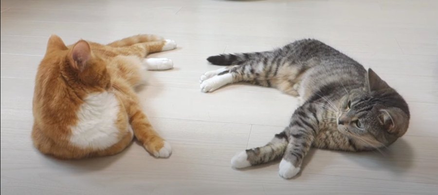 冷たい床を求めて…猫ちゃんたちは行き倒れ？