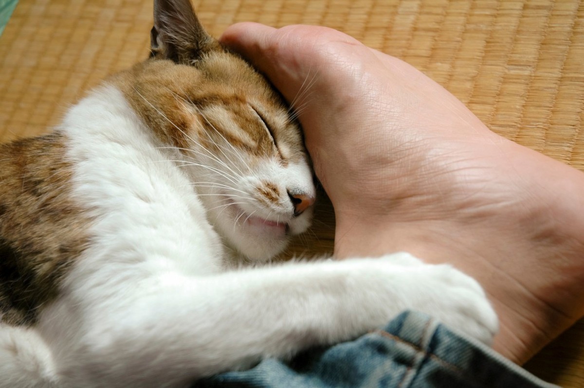 猫が好む『畳』の魅力4つ！爪とぎをされてしまうときはどうしたらいいの？