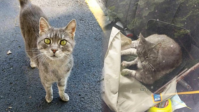 ゴミ箱に身を潜め生きる猫……運命の男性と出会い幸せに！