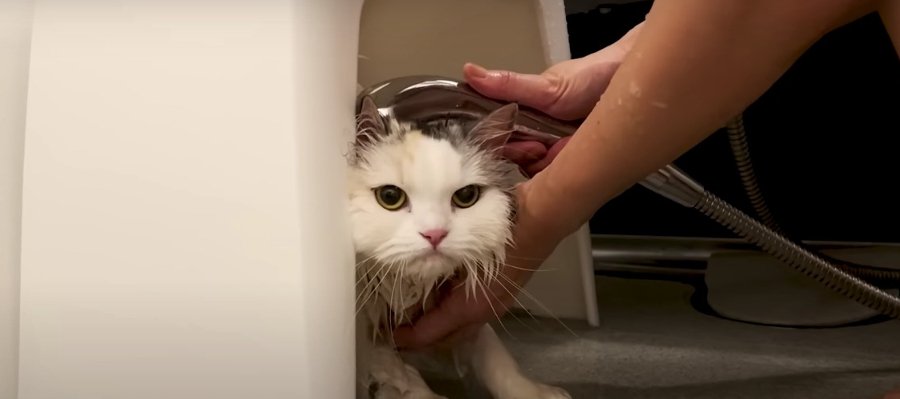 大嫌いなお風呂！全力で抵抗する猫ちゃんの結末は！？