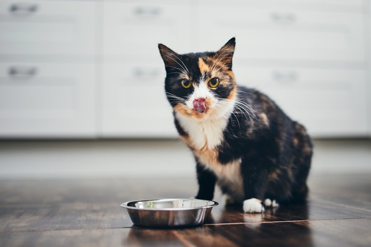 猫の『免疫力がUP』する食材3選！それぞれの特徴も解説