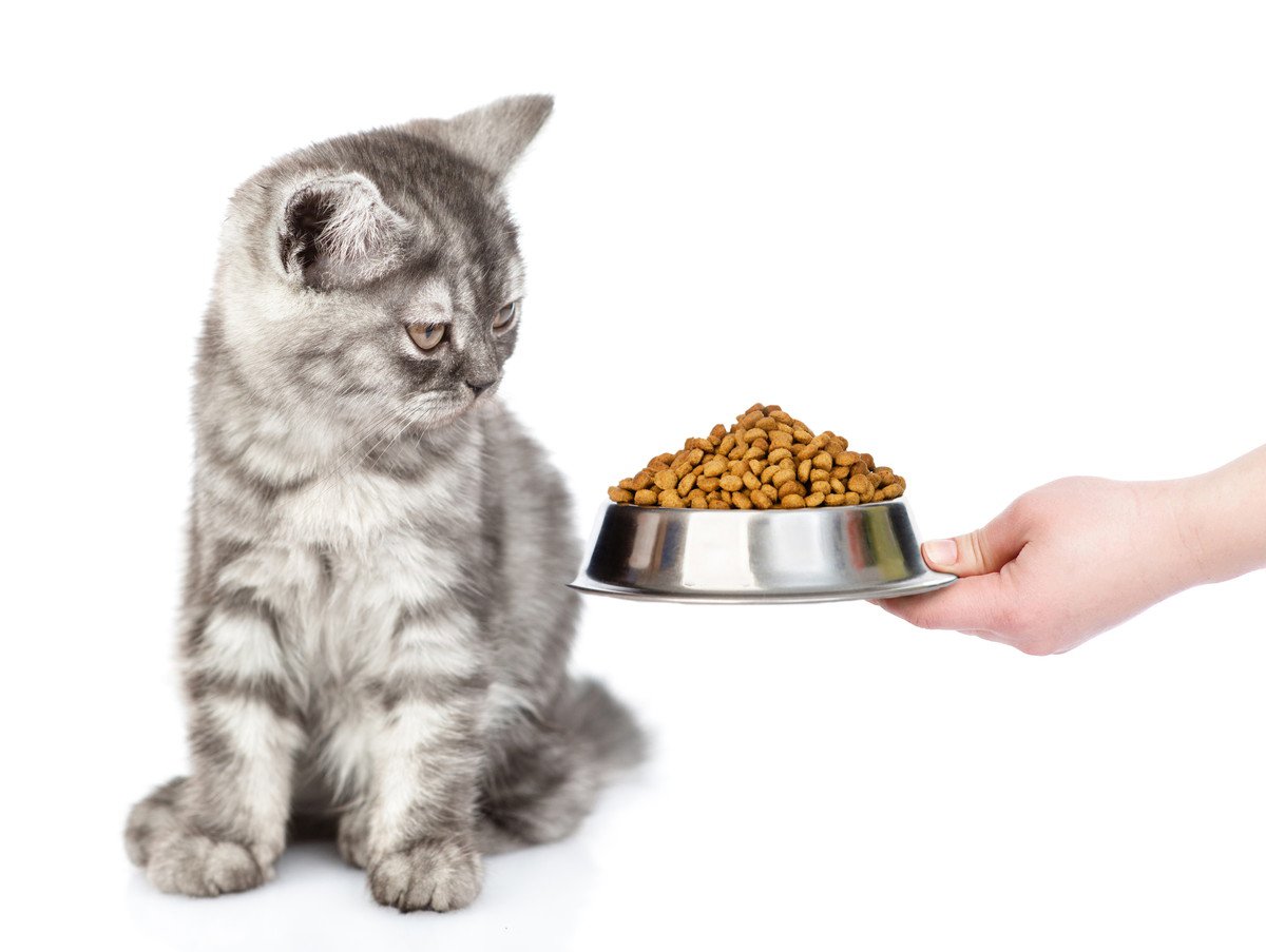 猫がご飯を「好き嫌い」しているときの5つのサインを解説　表情や態度に違いはあるの？