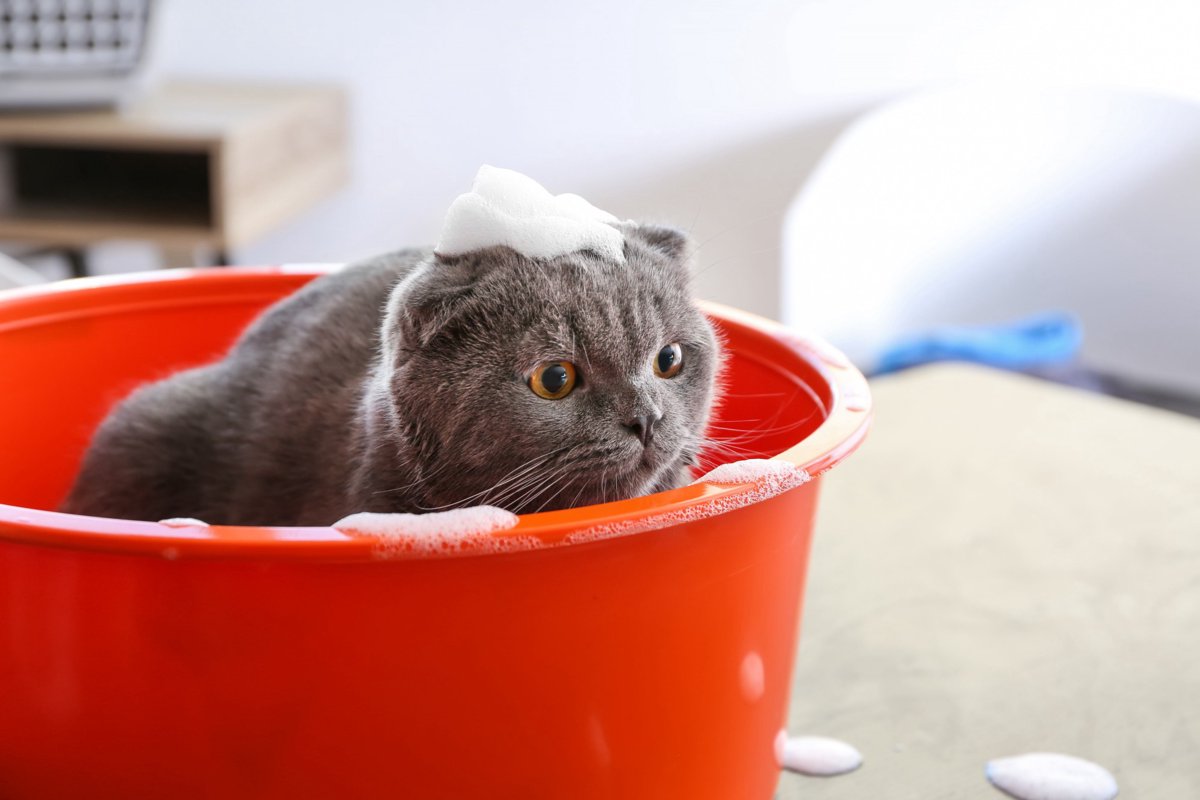 猫用シャンプーのおすすめ人気商品5選！選び方や洗うコツ