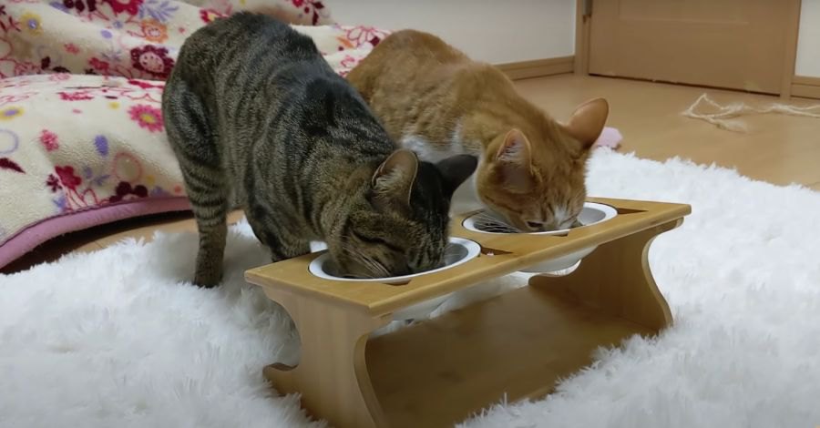 猫ちゃん達のために新しい食器セット♪どんな反応する？