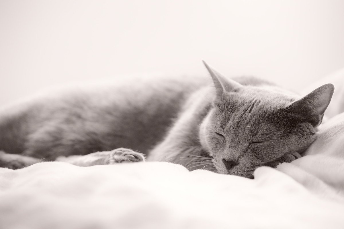 猫が寝てくれないときに試したい『寝かしつけ方法』3つ　お互いの安眠のために取り入れたいアイデア