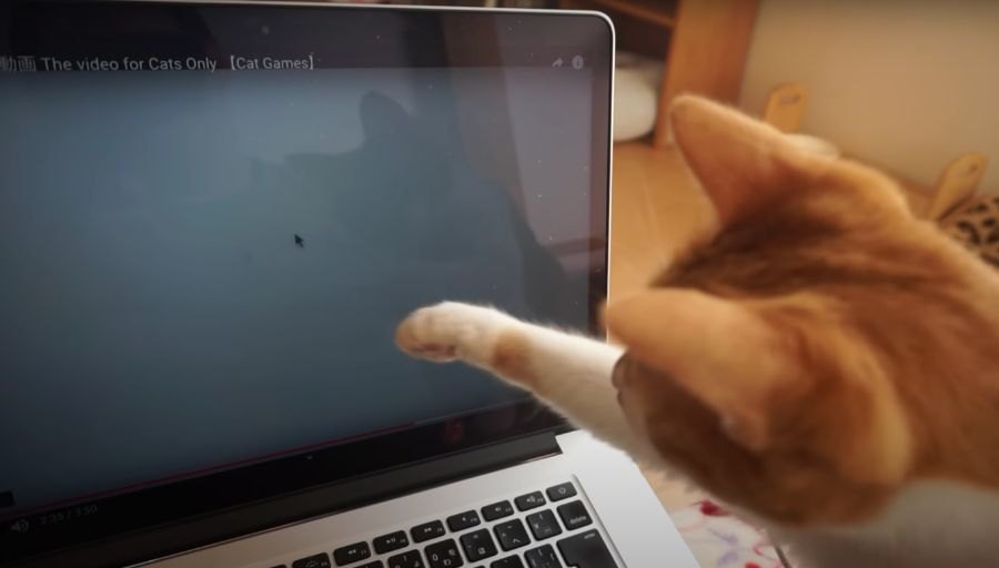 猫に見せる動画を猫ちゃんに見せてみたら…プチハプニング発生？！