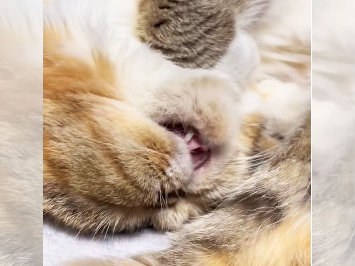 猫の寝言『ムニャムニャ』を撮ってみたら…可愛すぎる寝姿に143万再生「エンドレスで聞いてます」「息するの忘れるレベル」の声