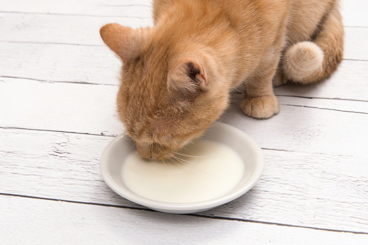 猫に『飲ませていい物・ダメな物』5つ！与える時の注意点とは？
