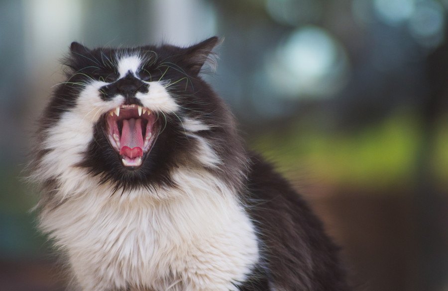 猫が飼い主に本気で怒っている時の態度６つ
