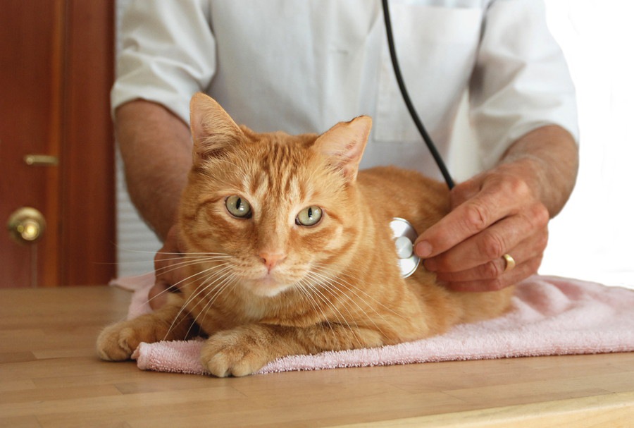 猫の腎不全を予防する7つの方法