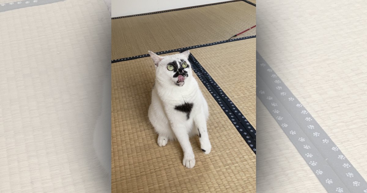 歌舞伎猫にハマる人続出！ファン層を着々と増やすその魅力とは？