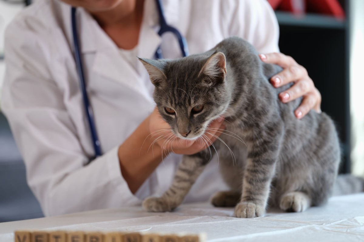 猫が『咳』をするときに考えられる6つの病気と対処法　そもそも猫の咳ってどんな感じ？