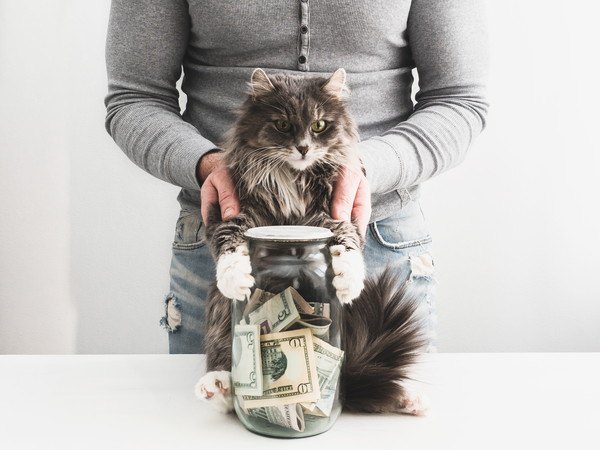 猫に年間でかかる費用はいくら？食費や病院代そのほか必要なお金