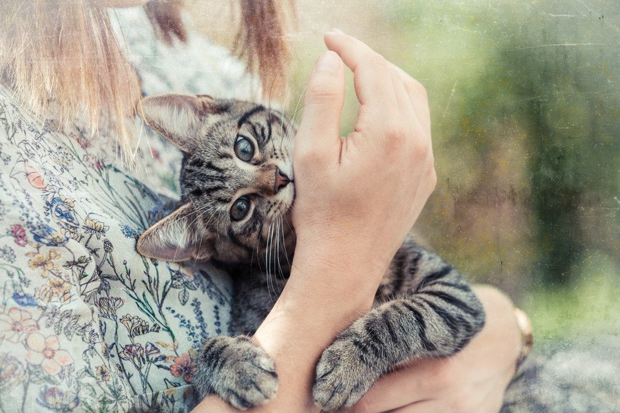 猫を撫でたとき甘噛みしてくるのはなぜ？５つの理由と止めさせる方法