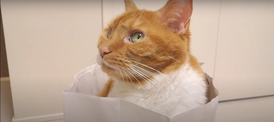 『ねこねこ食パン』の紙袋に、食パン色の猫ちゃんがIN♡