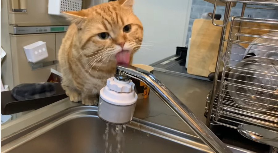 まるでコント！お水がなかなか飲めないお茶目な猫さん