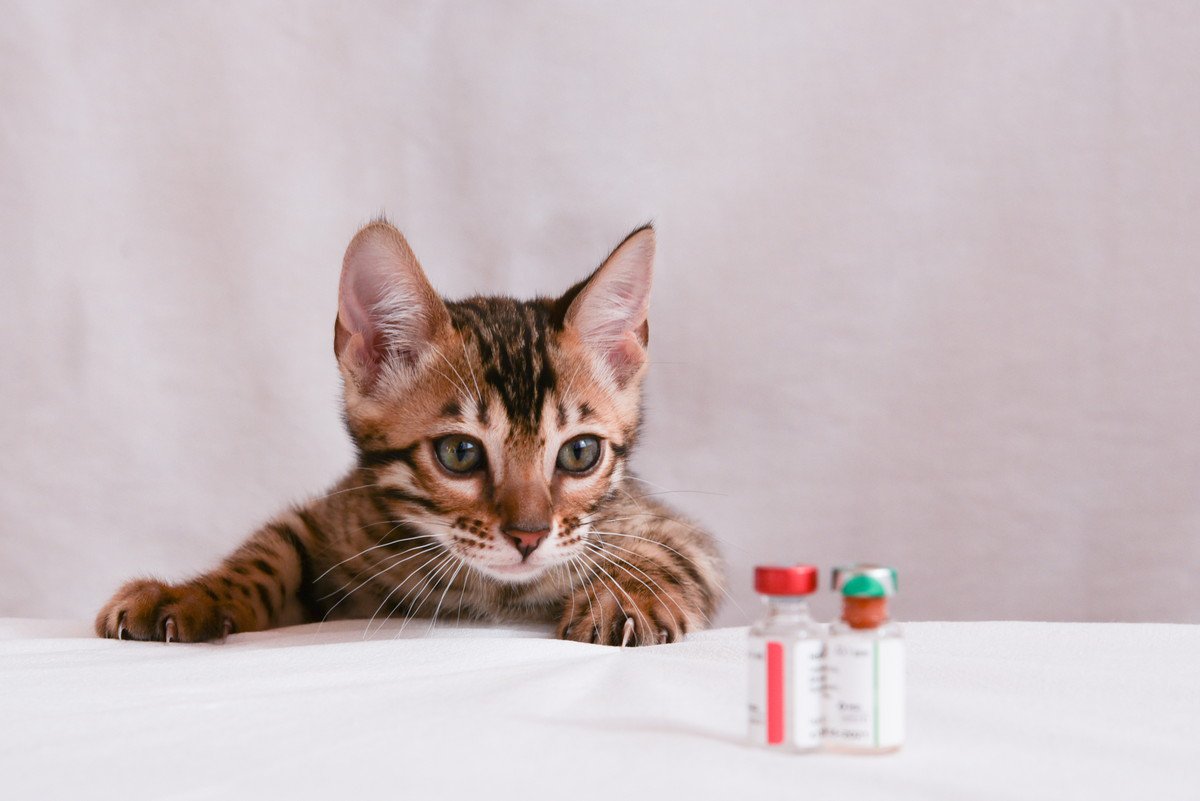 猫の『ワクチン接種』知るべき4つの情報　種類や頻度、おおよその費用感まで