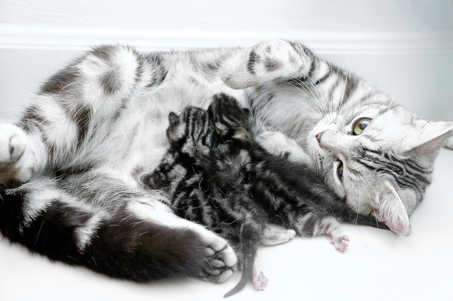 猫が出産する過程、産む子猫の数、準備しておくこと