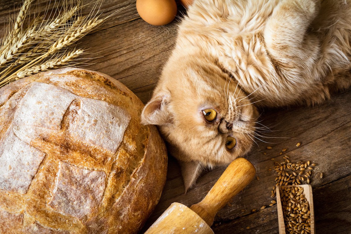 猫は『小麦粉を使った食品』を食べても大丈夫？種類別の注意点５つ
