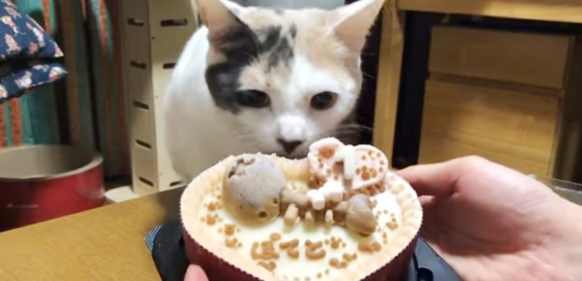 祝！猫ちゃん1歳の誕生日♪猫用ケーキでお祝いしつつ振り返る