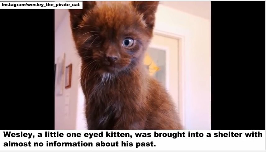 片目の子猫はその外見から誰も興味を持たなかった、ある人以外は...
