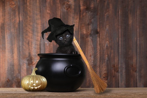 ハロウィンの仮装は黒猫がかわいい！おすすめな商品5選！