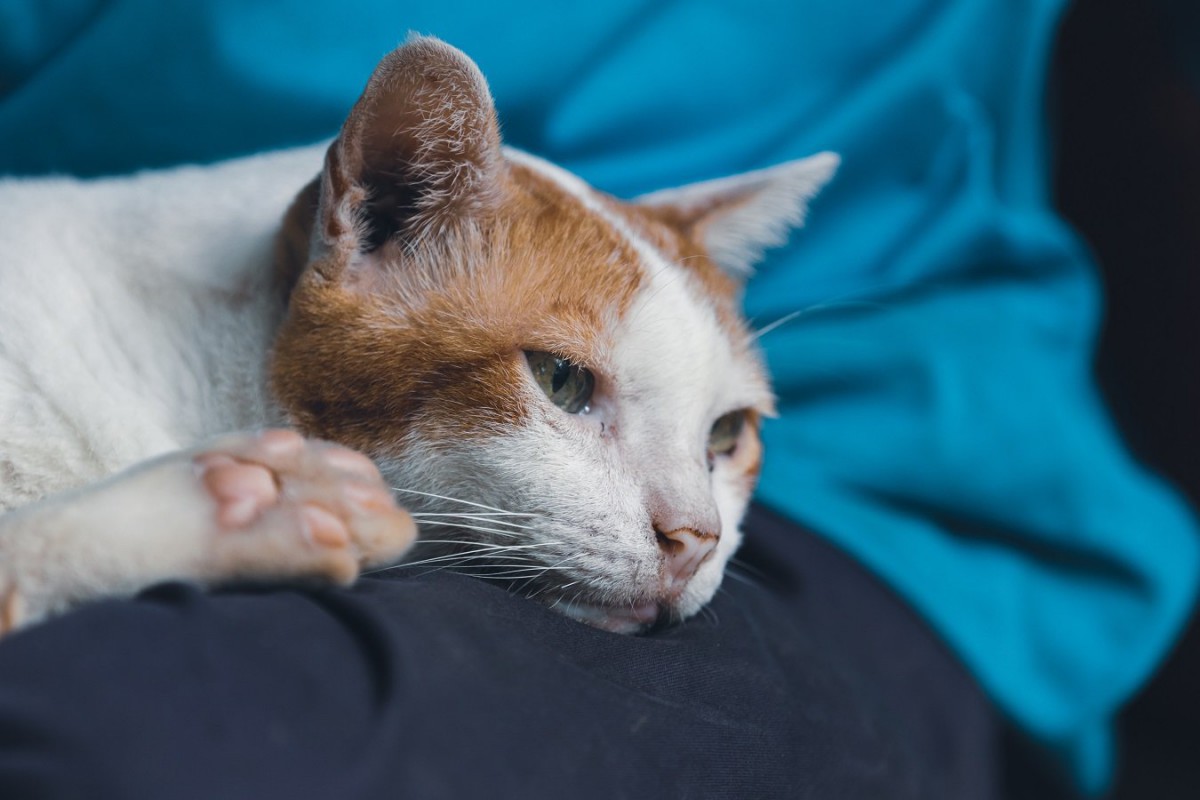 猫が『連休疲れ』に陥る5つの理由　飼い主が家に居すぎた結果…