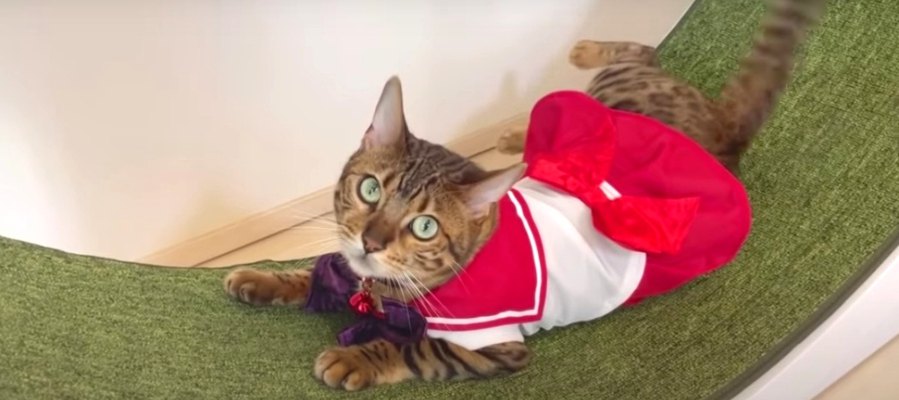セーラーベルちゃん♡コスプレがとっても似合う可愛い猫さん！