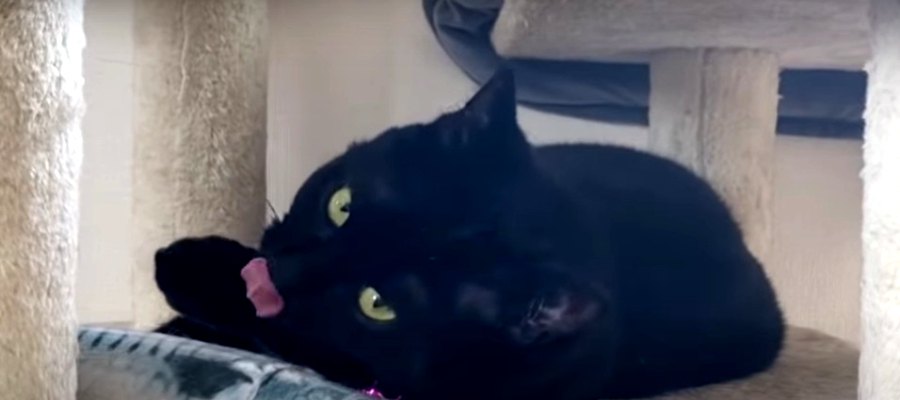 マタタビでゴロゴロ♡リラックスタイム満喫中の黒猫ちゃん！