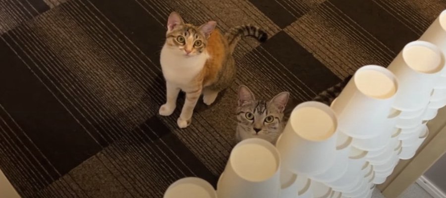 猫ちゃんたちの紙コップタワーチャレンジ！