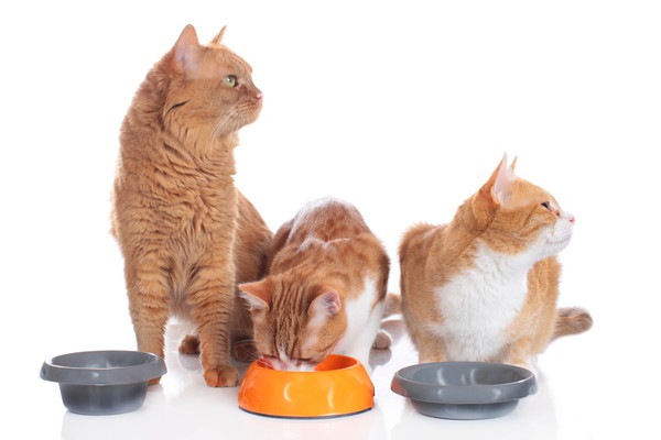 猫が餌に飽きてしまう９つの理由と対処法
