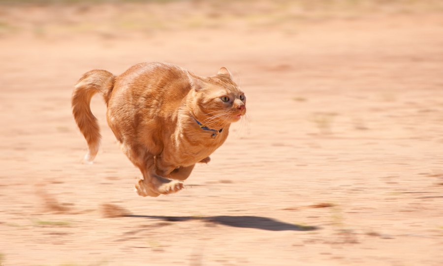 猫が本気で走ると時速50km！？実はすごい猫の体力