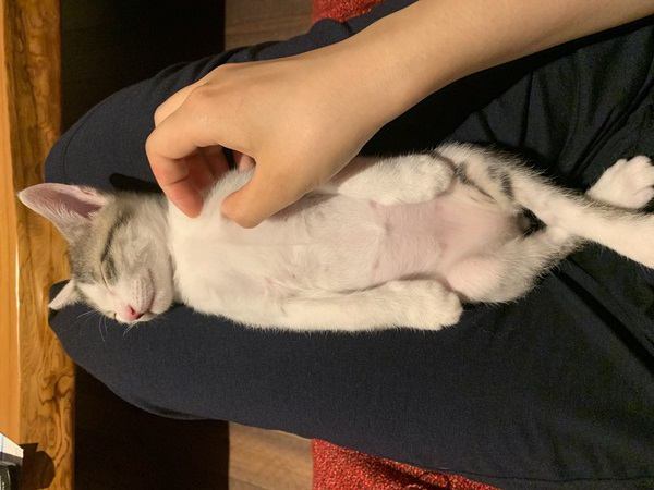 ピーン！猫が体を伸ばしてまっすぐ寝る理由